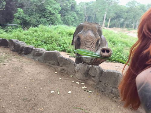  at Samui Elephant Sanctuary in Koh Samui