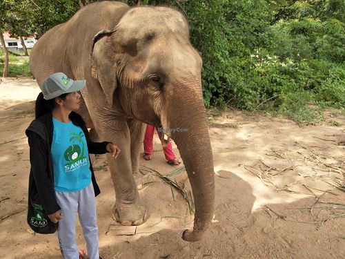 Guita & a vegan animal. at Samui Elephant Sanctuary in Koh Samui