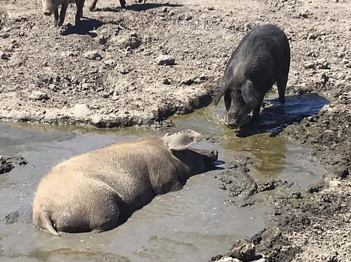 Piggies  at Charlie's Acres Farm Animal Sanctuary in Sonoma