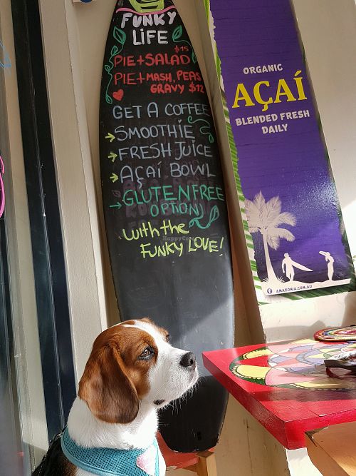 Be kind to every kind at Funky Pies in Bondi Beach