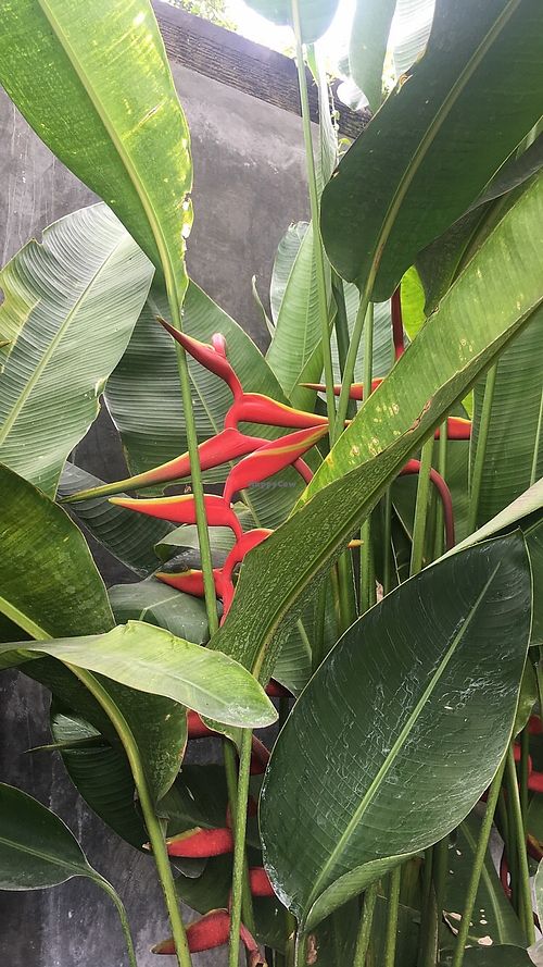 Plants near cafe at The Sloth in Canggu