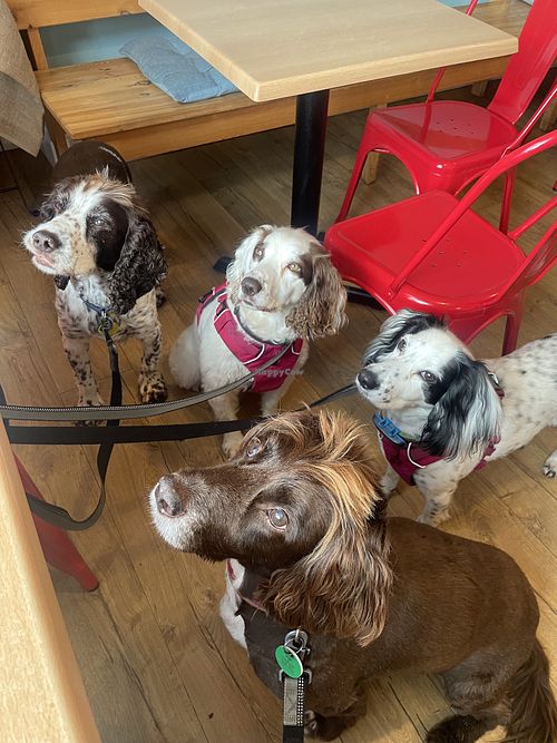 Spaniels squad friendly.  at Bad Girls Bakery Cafe in Muir Of Ord