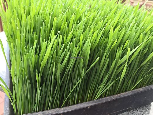 Perfect Foods - from its facebook at Perfect Foods in Goshen