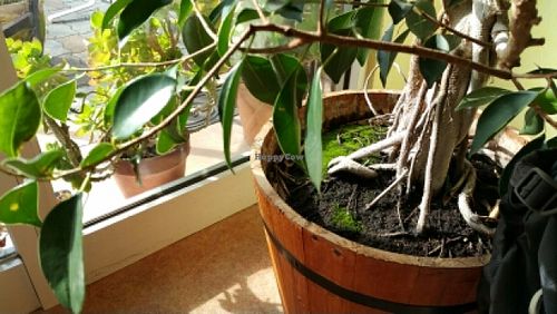 tree at Greens Vegetarian Dishes in Osaka