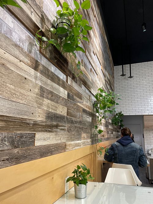 healthy, happy plants   at Hummus Republic in Burbank