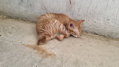 Sleepy Kitten at Filthy Vegan in Ho Chi Minh City