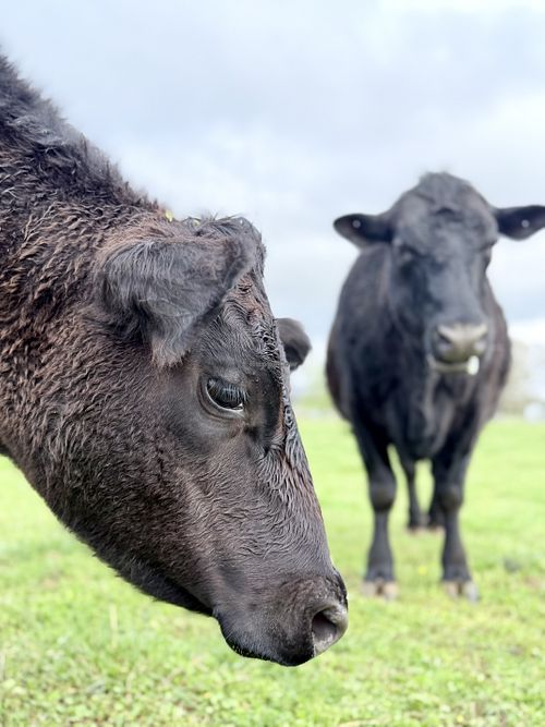   at Farm of the Free in Good Hope