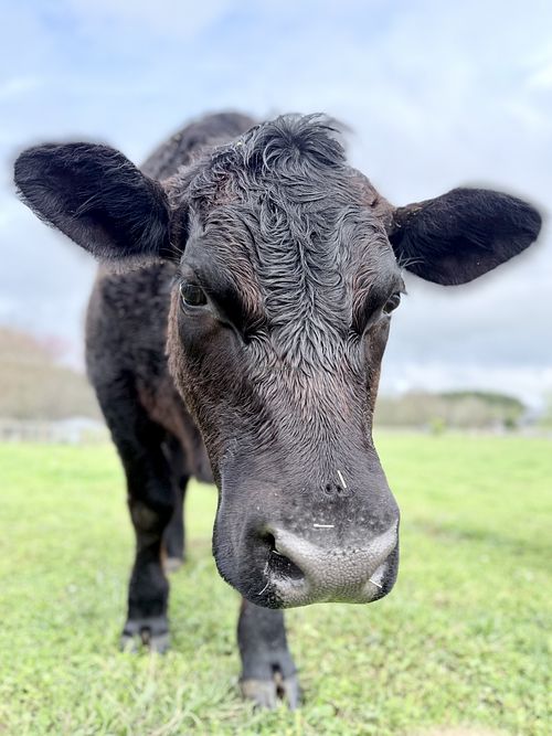   at Farm of the Free in Good Hope