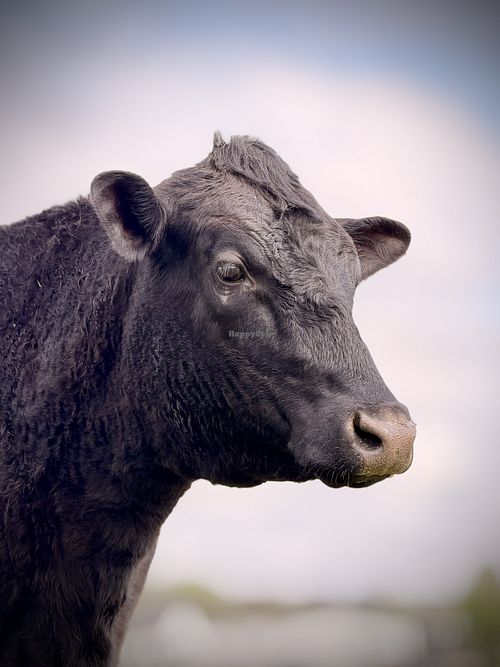   at Farm of the Free in Good Hope