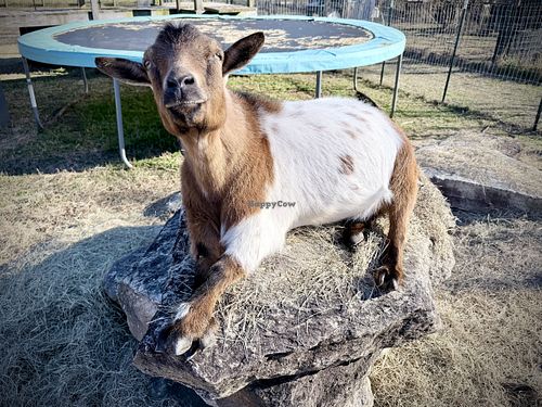   at Farm of the Free in Good Hope