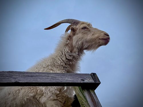   at Farm of the Free in Good Hope