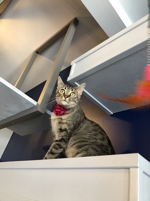 Lucinda at affoGATO in Cleveland