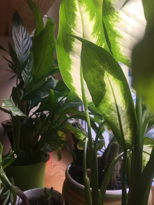 Nice plant friends at Planta Bistro in Poznan