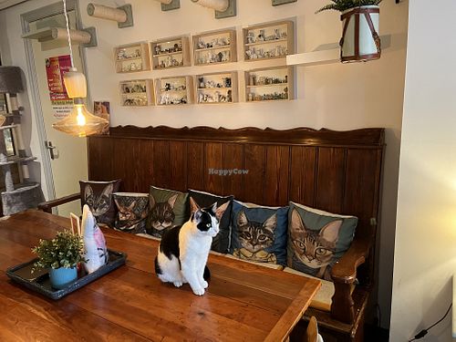 Lovely decorated!  at Jippies Kattencafe in Haarlem