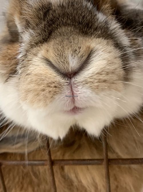 That nose😃 at Save A Bunny in Mill Valley