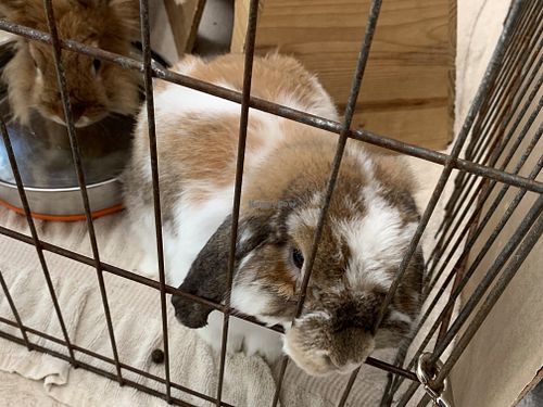 Little guy at Save A Bunny in Mill Valley