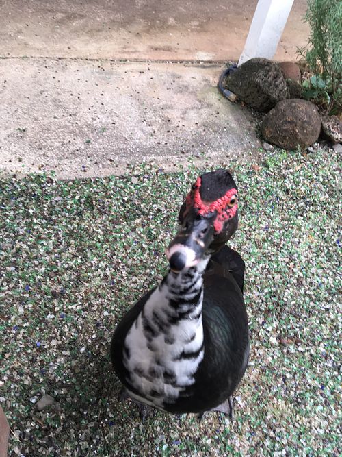 This adorable duck was begging for food  at Russell's by Eat Healthy Kauai in Wailua