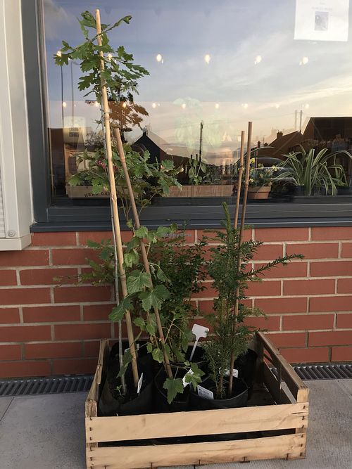 Selection of native trees. at Kind Earth in Llanelli