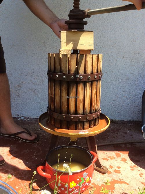Using our wooden fruit press to make apple cider vinegar from our fallen apples. at Barabrith in Donji Budacki