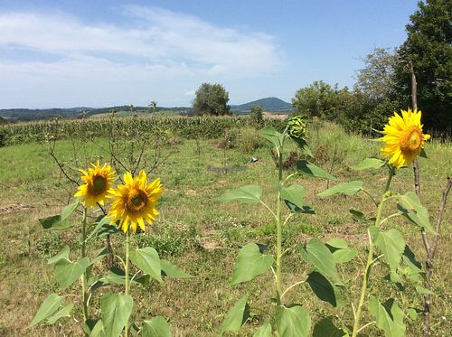 Sunflowers in the upper garden at Barabrith at Barabrith in Donji Budacki