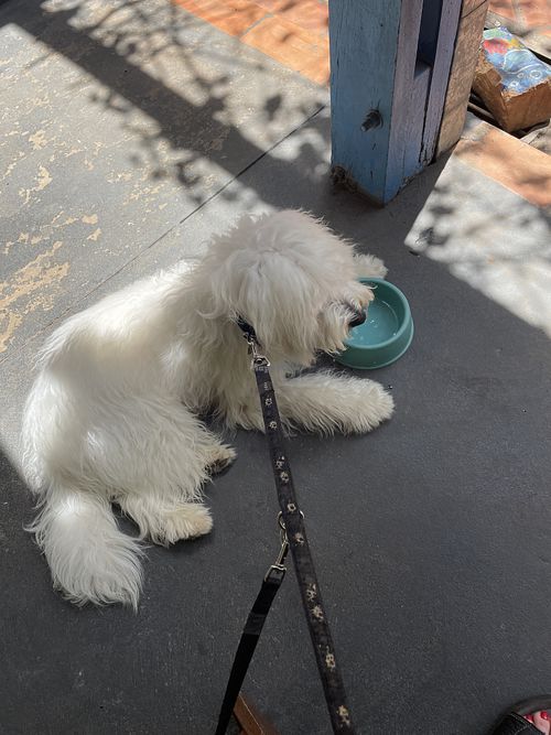 Pet friendly   at Eco Tienda Café in Asuncion