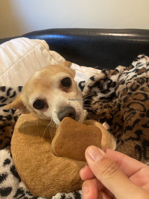 Doggo Vegan Bone Treat from DC for My Chispa ⚡️ $.75/EA  at Sticky Fingers Bakery in Washington