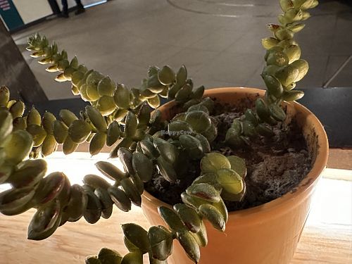 decoration  at Club Mexicana - Seven Dials in London