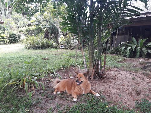 Doggie in the garden at Alchemy in Koh Samui