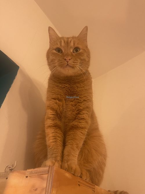 Cat  at Gatto Bistrot in Portici