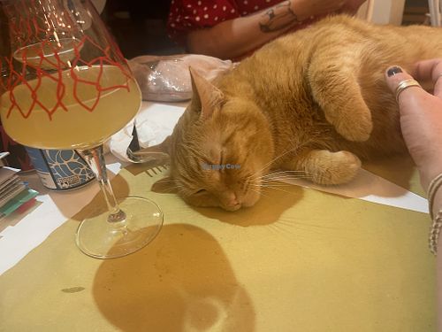 Guava beer and cat  at Gatto Bistrot in Portici
