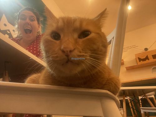   at Gatto Bistrot in Portici