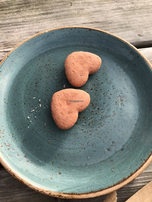 Doggies made welcome at The Plucky Pheasant in Guildford