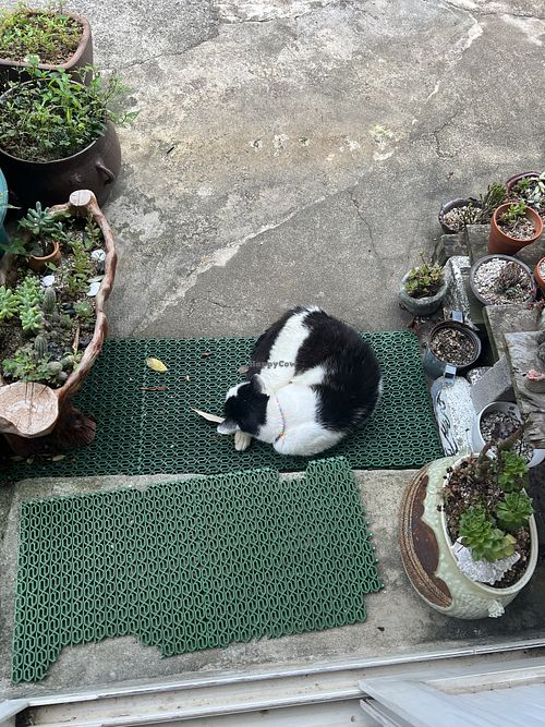 Friendly cat waiting for us to exit  at Jag Eunbueok 작은부엌 in Jeju