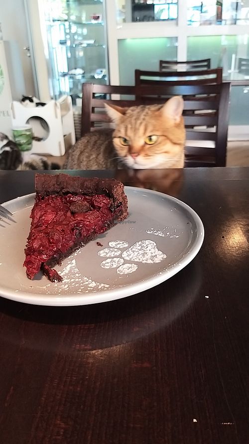 Toffee ;) at Katzentempel - Rosenheim in Rosenheim