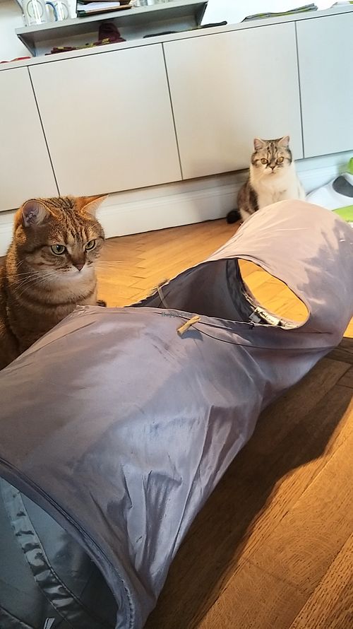 Playing with Toffee and Queenie at Katzentempel - Rosenheim in Rosenheim