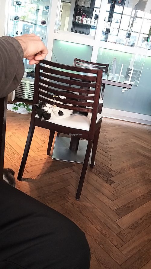 Playing with Monty at Katzentempel - Rosenheim in Rosenheim