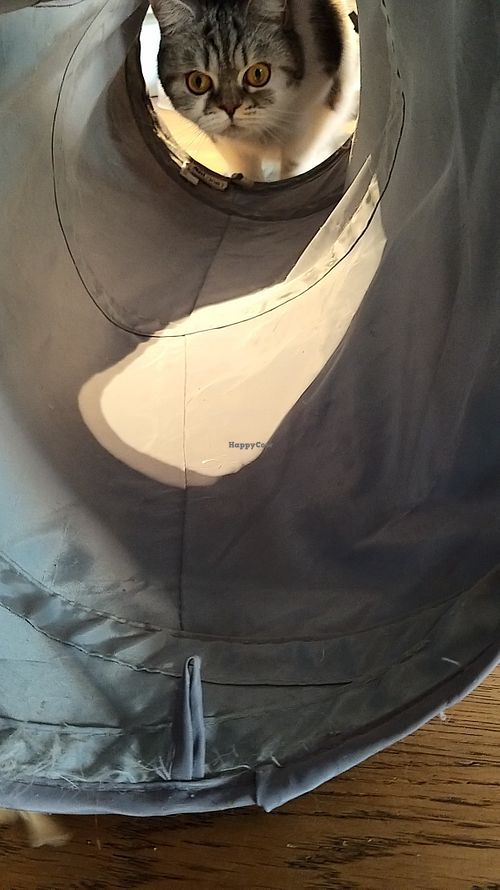 Queenie at Katzentempel - Rosenheim in Rosenheim