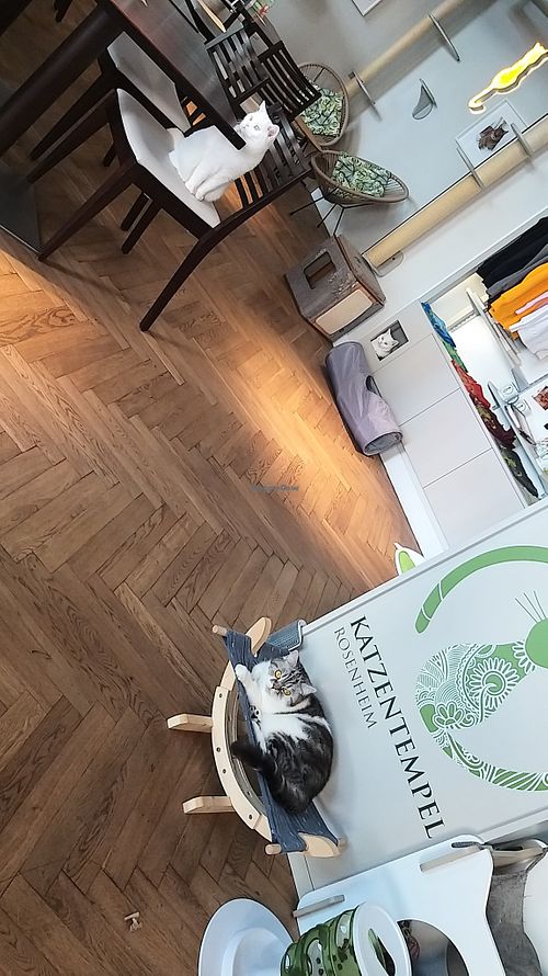 welcoming committee Malu, Yuki and Queenie at Katzentempel - Rosenheim in Rosenheim