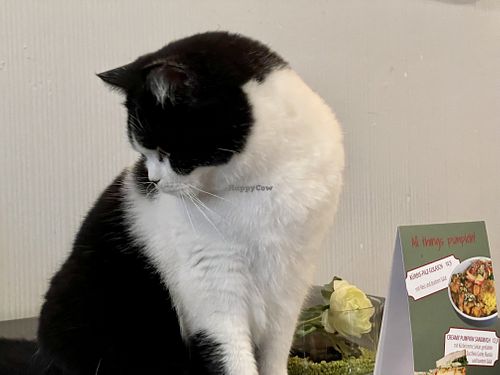 cat #2 at Katzentempel - Rosenheim in Rosenheim