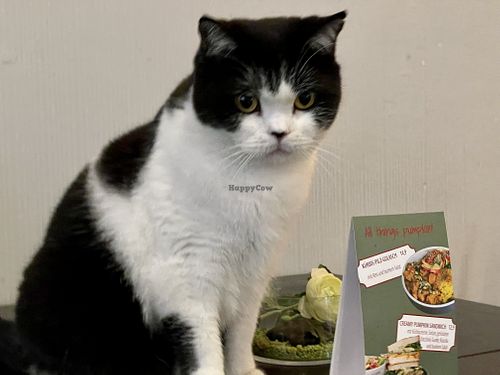 cat at Katzentempel - Rosenheim in Rosenheim