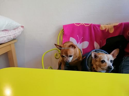  at Hippo Bio Vegan in Hannover