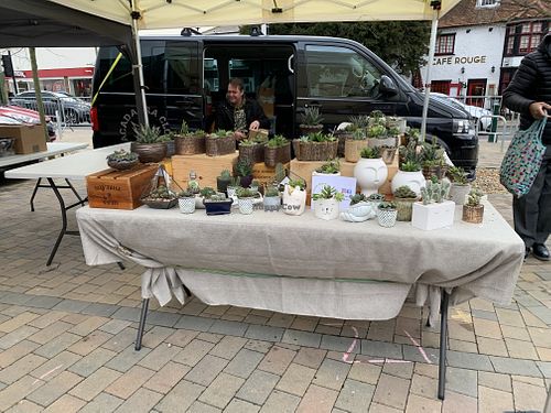 Plants at Epsom Vegan Market in Epsom