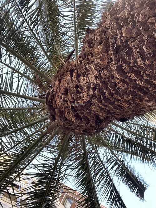 you sit under the palm tree  at Hi! Bubble tea Patisserie in Gran Canaria