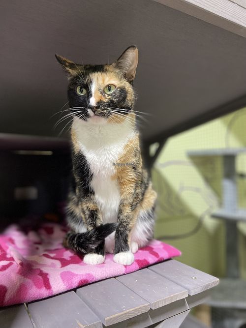   at The Kitty Beautiful in Orlando