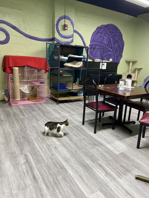   at The Kitty Beautiful in Orlando