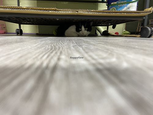   at The Kitty Beautiful in Orlando