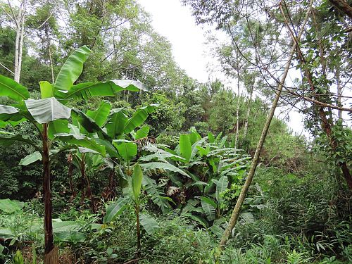 Always green at Boring B'lao in Bao Loc