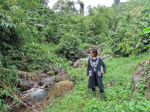 The spring is in our land at Boring B'lao in Bao Loc