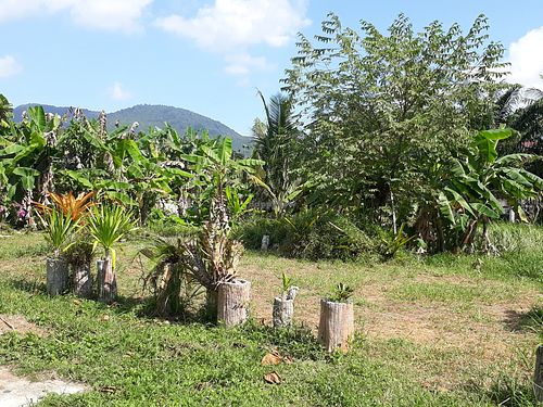 View from out the back at Phangan Coffee in Koh Phangan