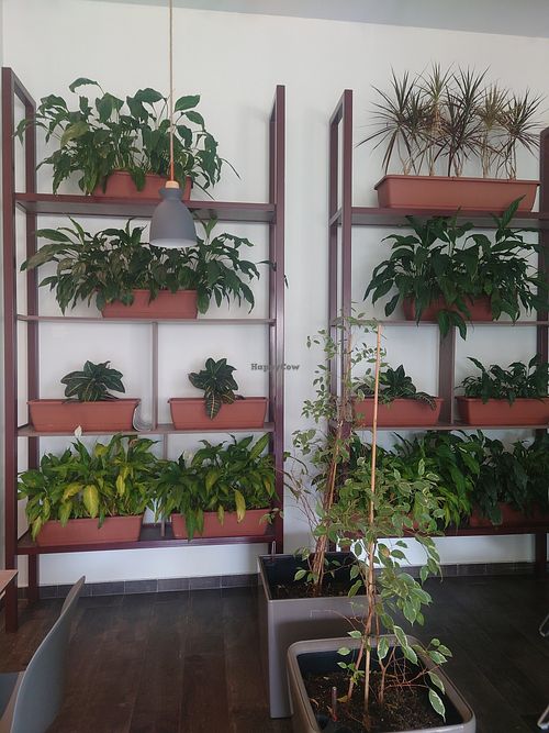 Lots of plants 🪴 at Paradise Food in Podgorica